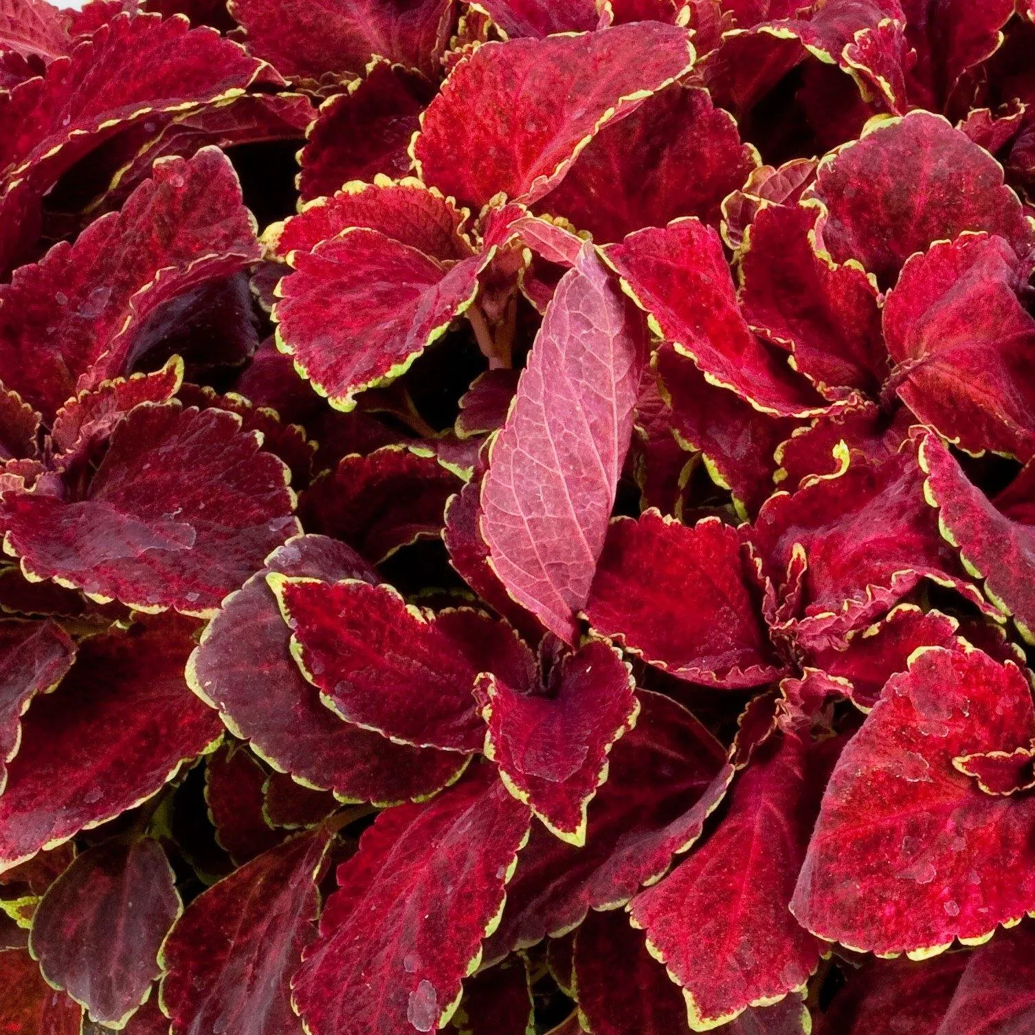 Coleus Fairway Red Velvet  Seeds