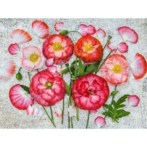 Poppy Mix - Pride of Canada - Red and White - Papaver sp.