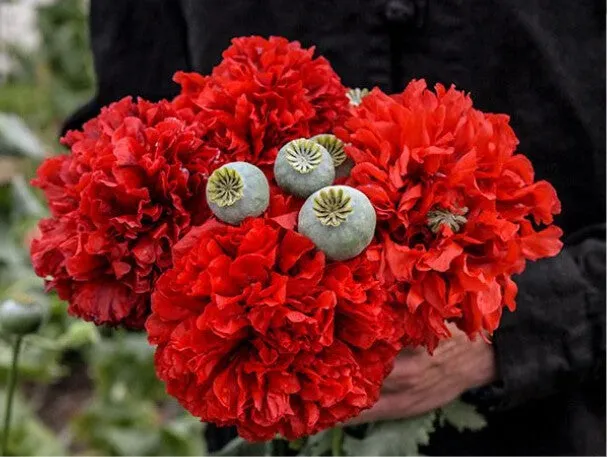 Poppy Mix - Pride of Canada - Red and White - Papaver sp.
