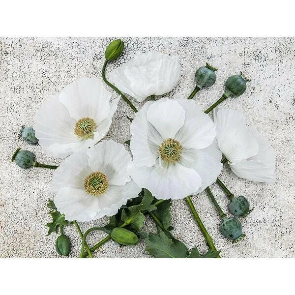 Poppy Mix - Pride of Canada - Red and White - Papaver sp.