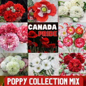 Poppy Mix - Pride of Canada - Red and White - Papaver sp.