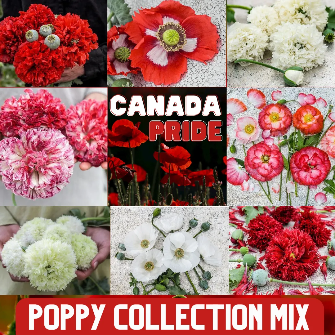 Poppy Mix - Pride of Canada - Red and White - Papaver sp.