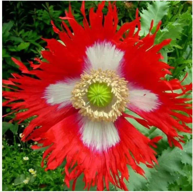 Poppy Mix - Pride of Canada - Red and White - Papaver sp.